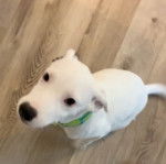 Un Pit Heeler à poil blanc assis sur un plancher en bois, qui porte un collier jaune autour du cou.