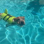 Un Pit Heeler au pelage bicolore nage dans l’eau en portant un gilet de sauvetage jaune.