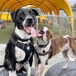 Deux Pit Heelers, debout sur des pneus recyclés, qui tirent la langue et portent chacun un harnais et une médaille.