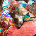 Un Pit Heeler au pelage bicolore, allongé et semblant endormi