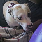 Un Pit Heeler à la robe blanche et aux oreilles pendantes est assis, portant un collier autour du cou.