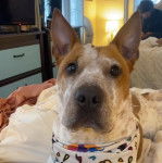 Un Pit Heeler au pelage bicolore, aux oreilles tendues et portant un bavoir blanc orné d’un motif.
