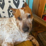 Un Pit Heeler à pelage bicolore, allongé et regardant la caméra.