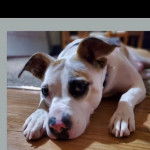 Un Pit Heeler allongé et qui regarde la caméra, portant un collier autour du cou.