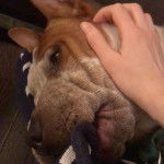 Un Pit Heeler à pelage bicolore, allongé et caressé par son propriétaire