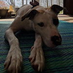 Un Pit Heeler à pelage bicolore, allongé et portant un nœud au cou.