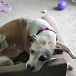 Un Pit Heeler de pelage bicolore, allongé sur le canapé et portant un collier autour du cou.