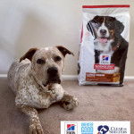 Un Pit Heeler allongé avec un collier autour du cou