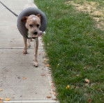 Un Pit Heeler de pelage bicolore, qui marche dans la rue, est tenu en laisse et porte une bouée de sauvetage.