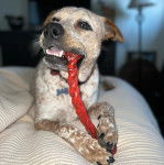 Un Pit Heeler de pelage bicolore allongé, tenant un ballon de baudruche dans sa gueule et portant un collier autour du cou.