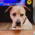 Un Pit Heeler à pelage bicolore, aux oreilles tombantes, assis devant une table et portant un collier autour du cou.