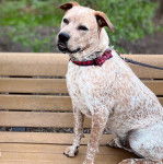 Un Pit Heeler de pelage bicolore aux oreilles tombantes assit sur un banc en bois et portant un nœud.