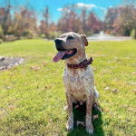 Un Pit Heeler de pelage bicolore assis sur une surface gazonnée, la langue pendante et portant un nœud autour du cou.