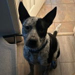 Un Pit Heeler de pelage bicolore est assis sur un sol carrelé et porte un collier autour du cou. Il regarde la caméra.