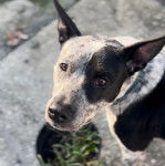 Un Pit Heeler bicolore aux oreilles droites et qui porte un collier autour du cou.