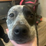 Photo d’un Pit Heeler assise et regardant la caméra.