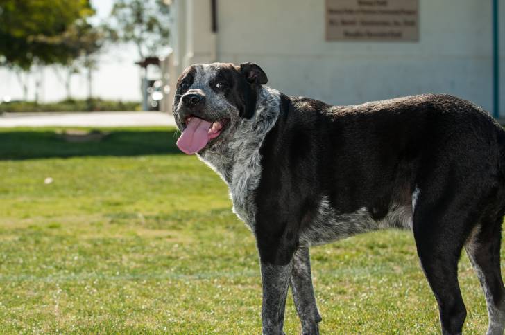 Un Pit Heeler à la robe bigarrée bleu et blanc, se tenant debout dans un jardin