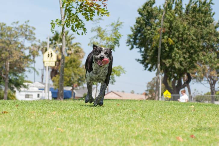 Un Pit Heeler à la robe bigarrée bleu et blanc, courant dans un parc