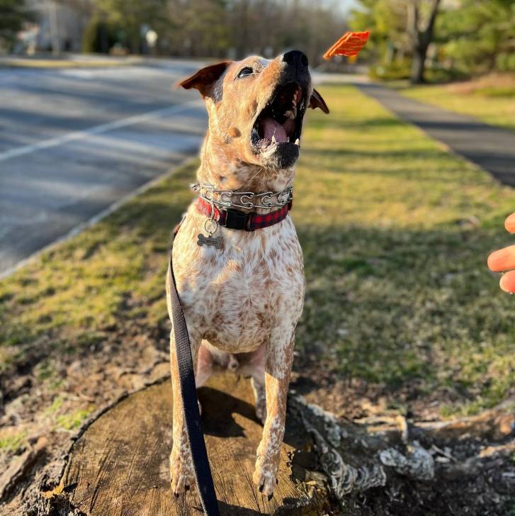 Un Pit Heeler de pelage bicolore assis sur un tronc d’arbre, portant un collier au cou et tenu par une laisse, il ouvre grandement sa gueule.