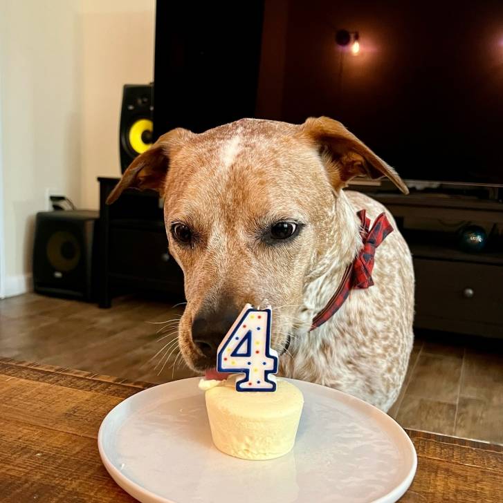 Un Pit Heeler de pelage kaki debout devant un gâteau d'anniversaire 