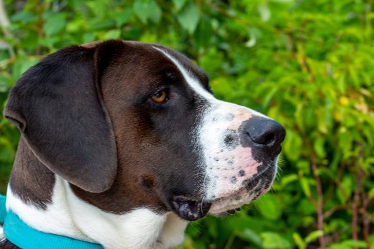 Le profil d'un Pit Heeler à la robe bigarrée marron et blanc, portant un collier turquoise
