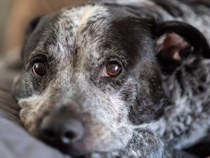Un gros plan de la gueule d'un Pit Heeler à la robe bigarrée bleu et blanc