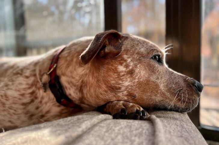 Un Pit Heeler de pelage bicolore aux oreilles tombantes, allongé et portant un collier autour du cou.