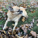 Un Pom-a-Pug allongé sur un lit de feuilles mortes