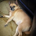 Un Pom-a-Pug allongé sur un tapis beige