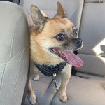 Un Pom-a-Pug portant un harnais et assis sur le siège arrière d’une voiture