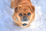 Un gros plan d'un Pom-A-Pug au pelage fauve et au museau noir, debout dans de la neige