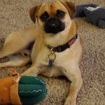 Un Pom-A-Pug au pelage fauve, allongé sur un tapis et portant un collier au couu