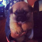 Un chiot Pom-A-Pug au pelage fauve, assis dans les mains d'une personne