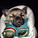 Un Pom-A-Pug au pelage bicolore, portant un habit et semblant dormir sous une couverture