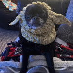 Un Pom-A-Pug au pelage noir, assis dans un canapé et portant un manteau pour chien sur la tête 