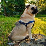 Un Pom-A-Pug au pelage bicolore, assis sur une pierre et portant un  harnais