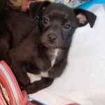 Un Pom-A-Pug au pelage bicolore noir et blanc, allongé sur un coussin et regardant la caméra