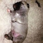 Un Pom-A-Pug au pelage tricolore, allongé sur une couverture et semblant dormir