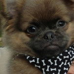 Un Pom-A-Pug au pelage bicolore, portant un foulard noir au cou