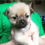 Un chiot Pom-A-Pug au pelage bicolore, dans les mains d'une personne