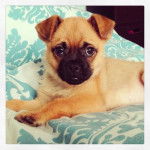 Un Pom-A-Pug au pelage fauve et au museau noir, allongé sur une couverture et regardant la caméra