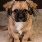 Un Pom-A-Pug au pelage bicolore, assis sur un tapis et regardant la caméra