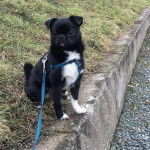 Un Pom-A-Pug au pelage bicolore,  portant un harnais et qui est tenu en laisse