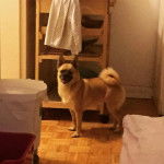 Un Pom-A-Pug au pelage fauve, debout sur ses quatre pattes dans une pièce, et regardant la caméra