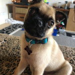 Un Pom-A-Pug assis sur un tapis, et portant un collier autour du cou