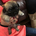 Un chiot Pom-A-Pug au pelage bicolore, tenu dans les mains d'une personne