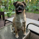 Un Pom-A-Pug au pelage bicolore, assis sur une table en vitre et tirant légèrement la langue