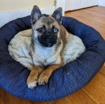 Un Pom-A-Pug au pelage tricolore, allongé dans une couchette pour chien et regardant la caméra