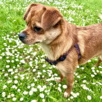 Un Pom-A-Pug au pelage bicolore, debout sur ses quatre pattes dans un jardin  et portant un harnais