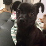 Un Pom-A-Pug au pelage noir, regardant la caméra